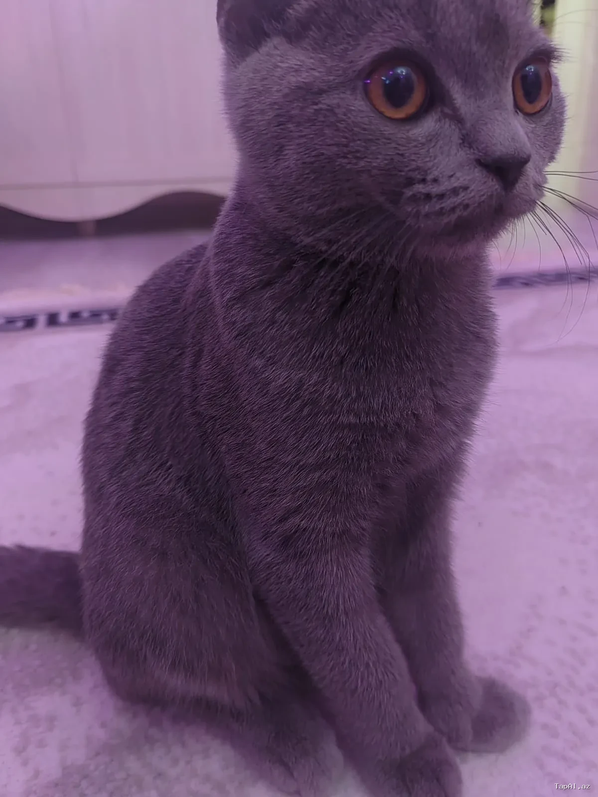 Britan erkek pişik 🐱