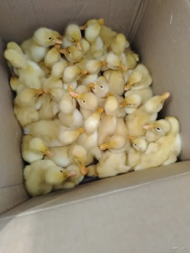 Pekin ördəkləri