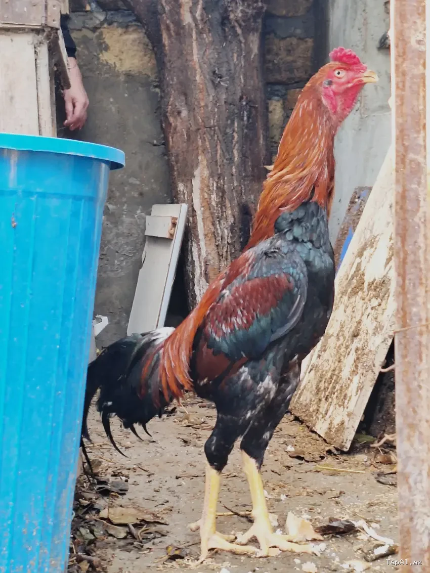 2 yaşlı Heyratı xoruzu (Damazlıq)