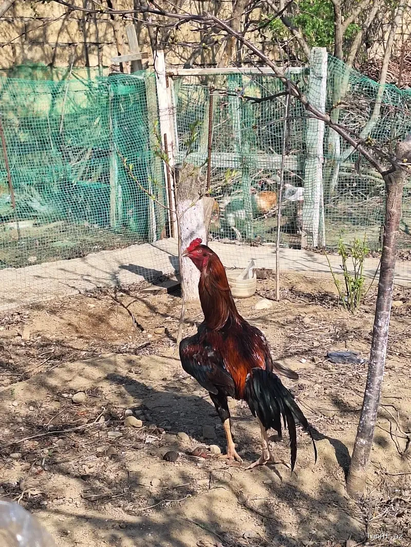2 yaşlı Heyratı xoruzu (Damazlıq)
