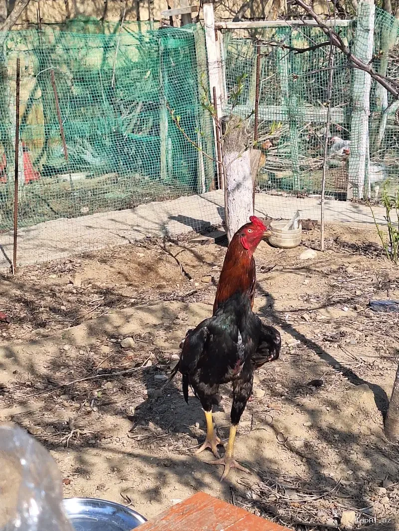 2 yaşlı Heyratı xoruzu (Damazlıq)