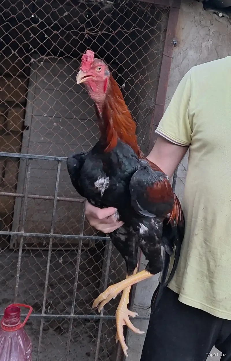 2 yaşlı Heyratı xoruzu (Damazlıq)