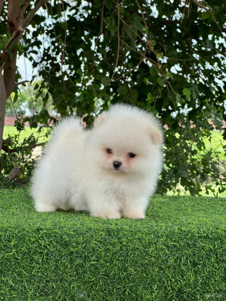 Pomerian Spitz