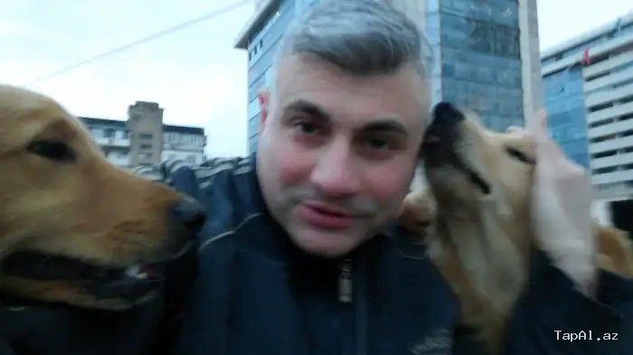 İtlərə qulluq və təlim