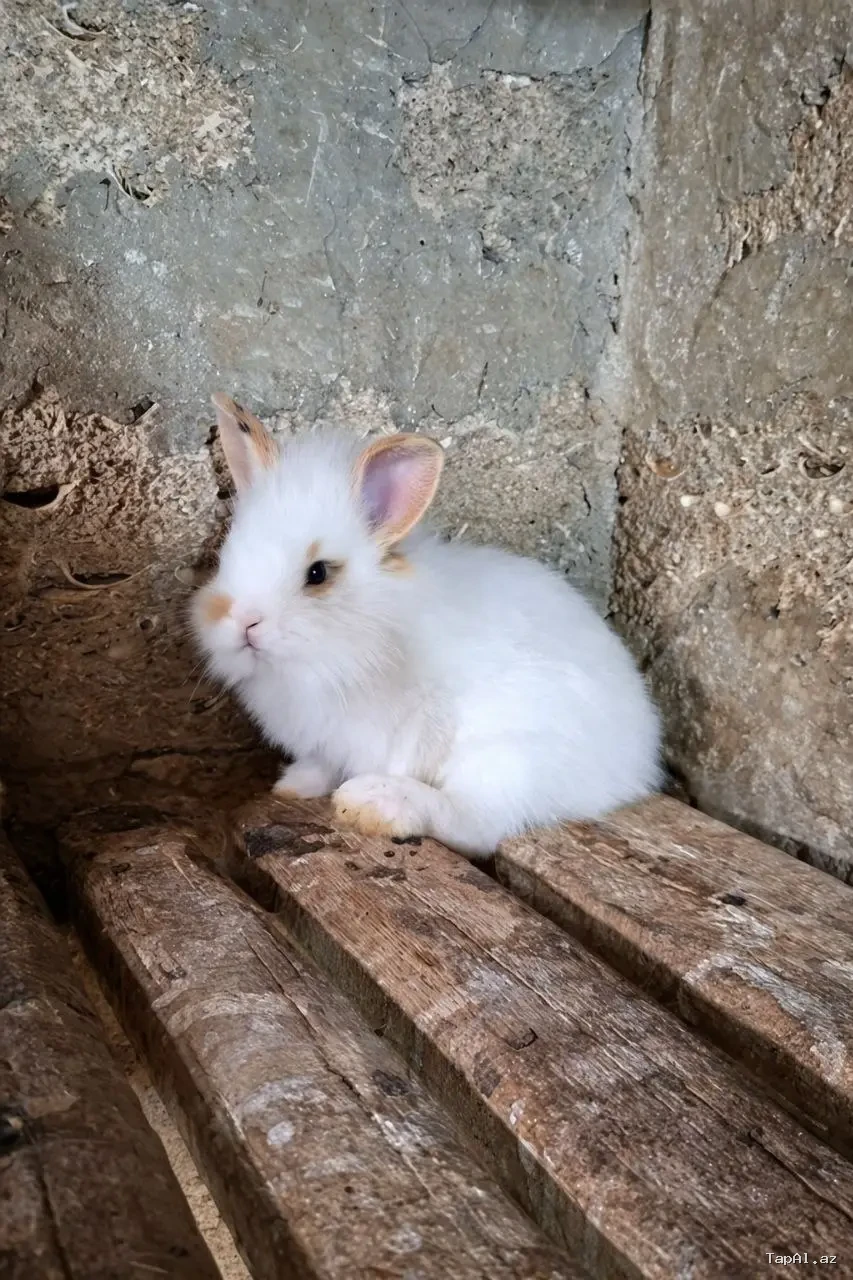Karlik (az böyüyən) dovşan balaları