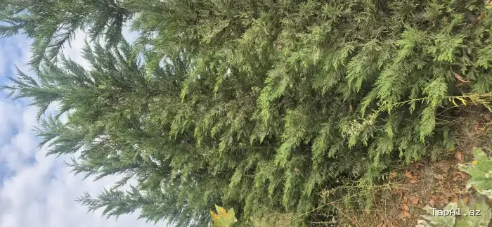 Butun nov tingler ve dekorativ ağaclar
