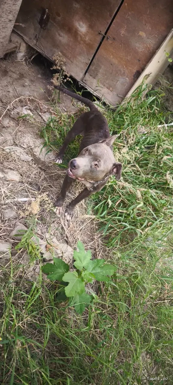 Pitbull iti