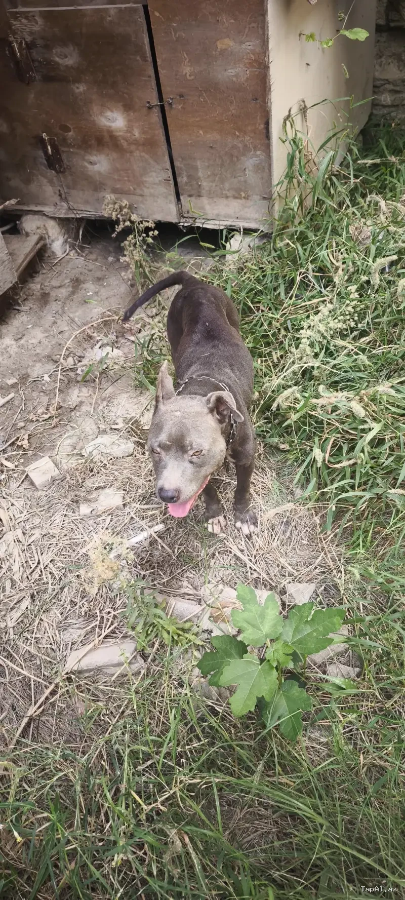 Pitbull iti