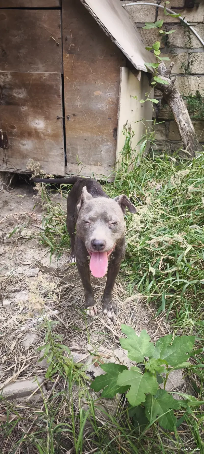 Pitbull iti