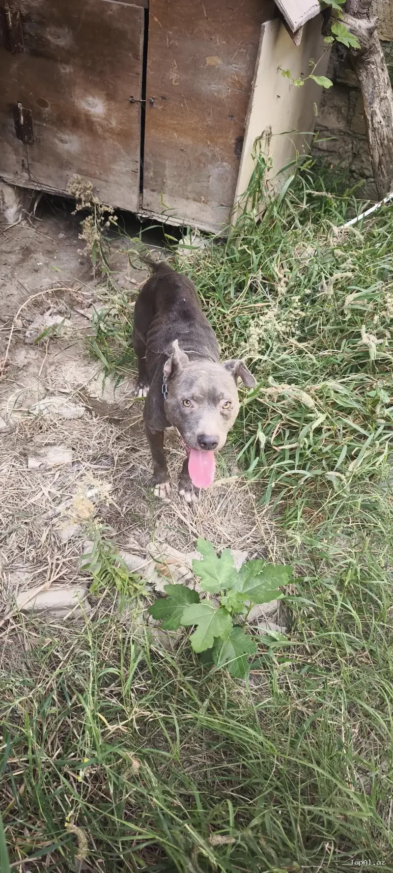 Pitbull iti