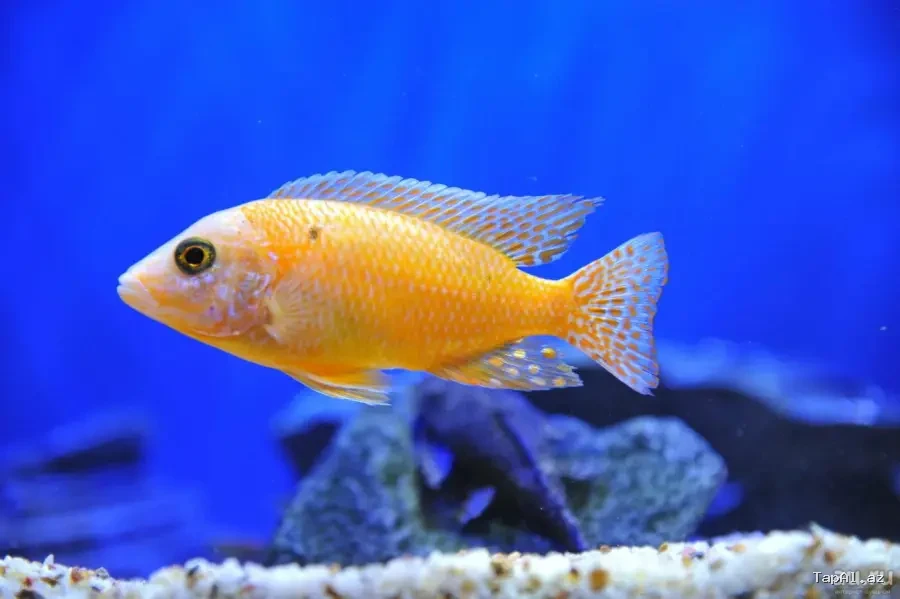 Akvarium baliqlari
