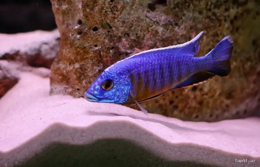Akvarium baliqlari