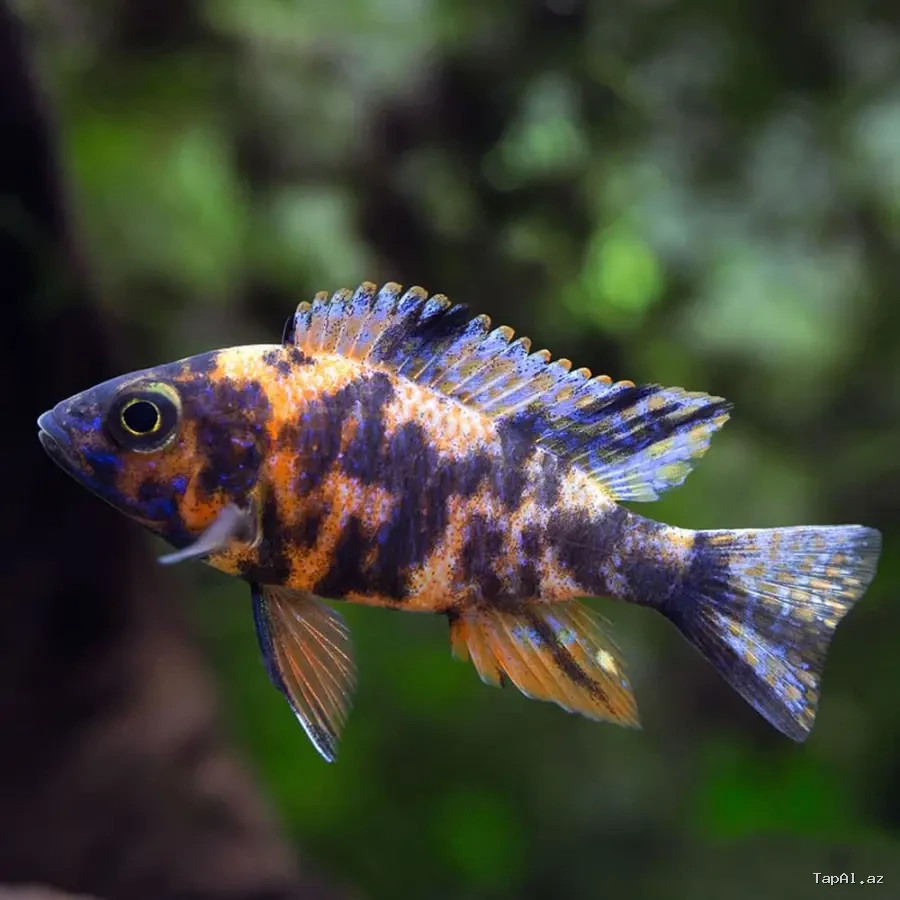 Akvarium baliqlari