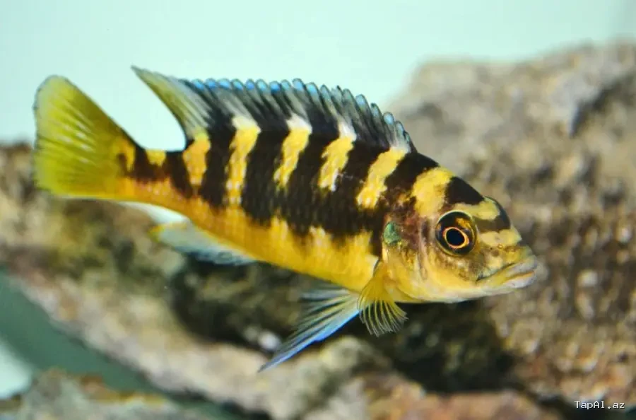 Akvarium baliqlari