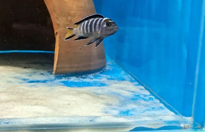Akvarium baliqlari