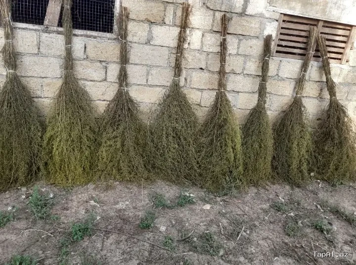 Yovşan otundan süpürgələr