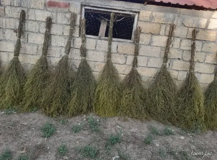 Yovşan otundan süpürgələr