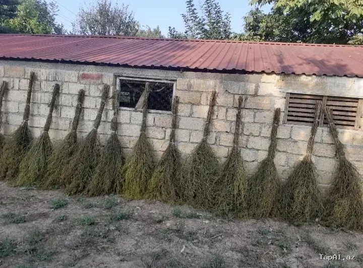Yovşan otundan süpürgələr