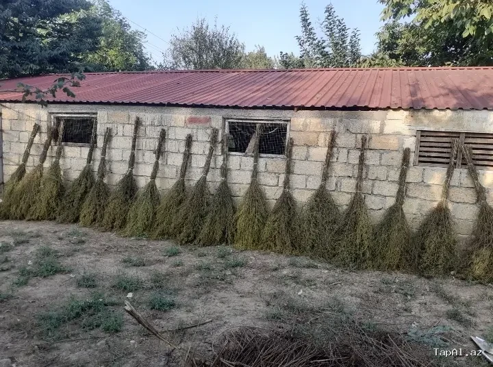 Yovşan otundan süpürgələr